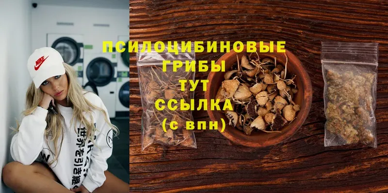 Галлюциногенные грибы Psilocybe Котово